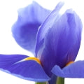 السوسن