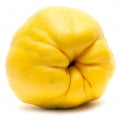 السفرجل